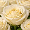 Кремовые ноты - букет белых роз 3